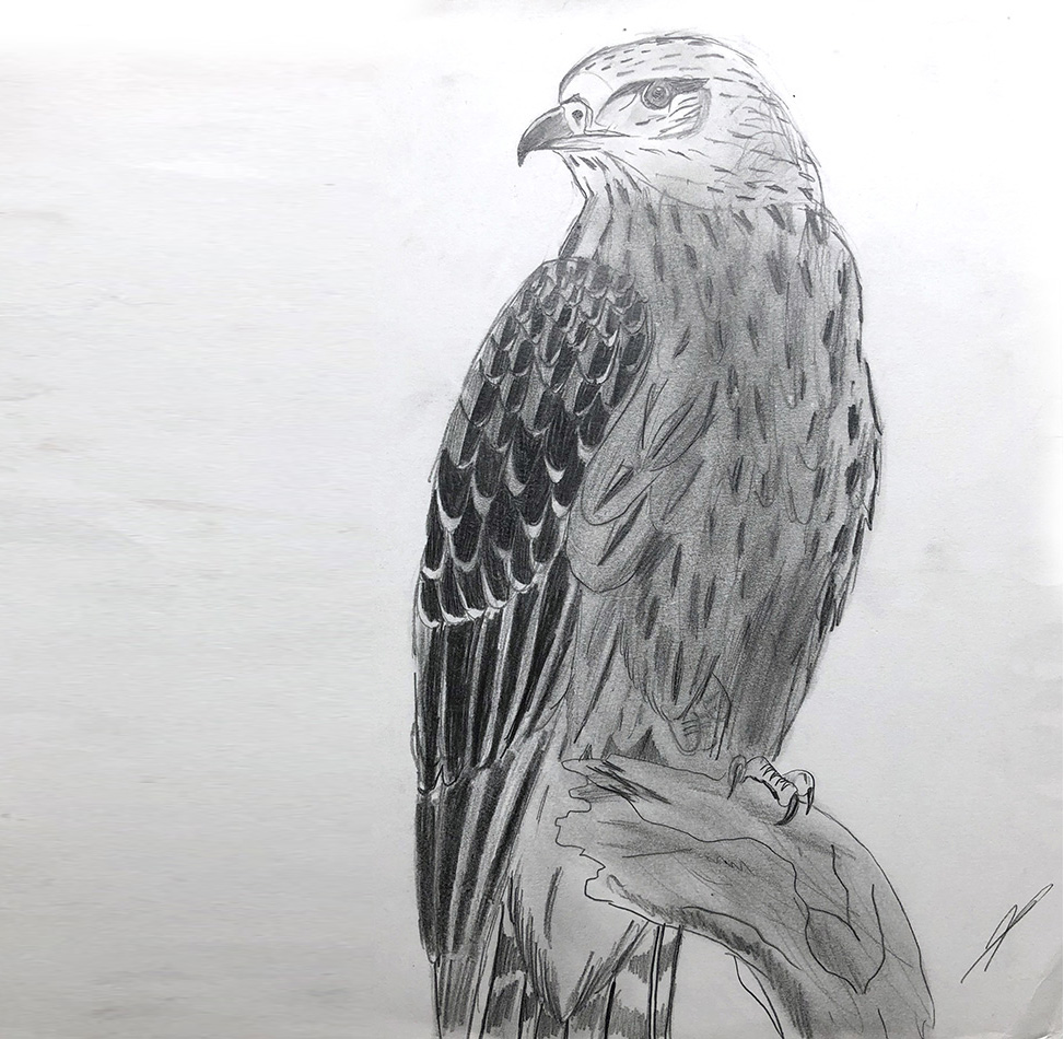 dessin - crayon - HB - pen - 1994 - aigle - eagle - vivien - durisotti - design - experience