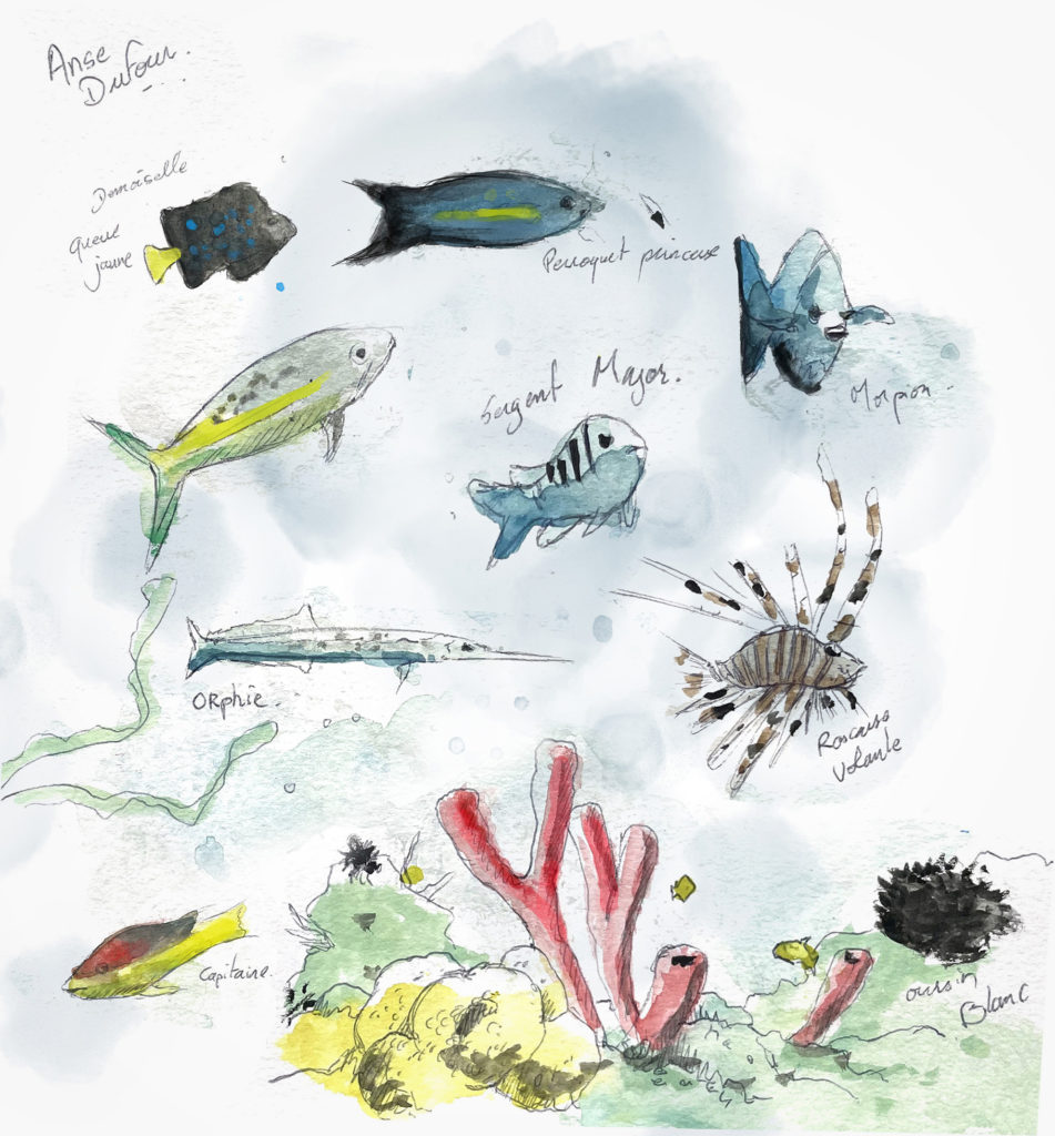 Martinique - 2024 - dessins - aquarelles - vivien - durisotti - fritsch-durisotti